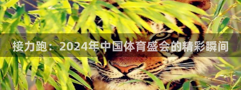 919体育场小区路线：接力跑：2024年中国体育盛会的精彩瞬间