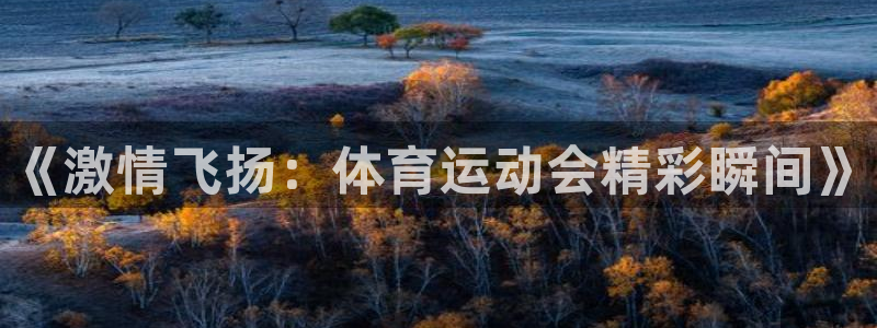 919体育直播间