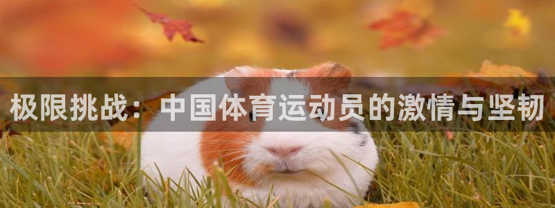 919体育场小区路线