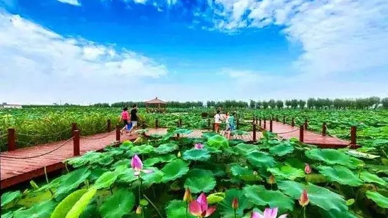 果蔬配送区域代理加盟：标准规范与市场洞察