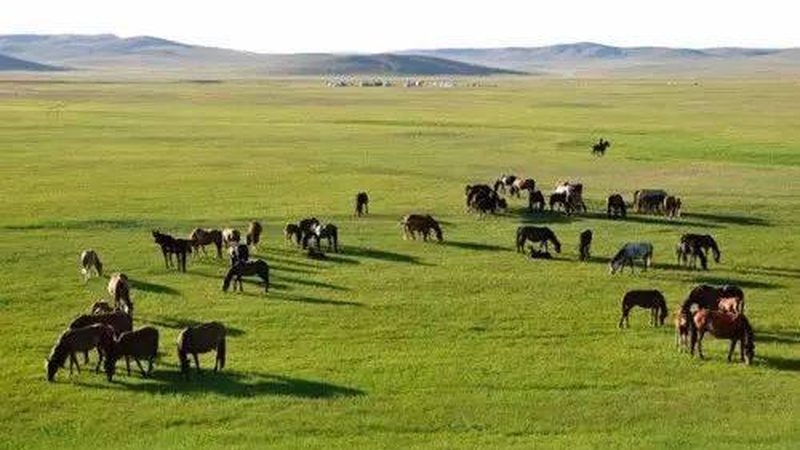 盐碱地变良田：揭秘提高盐碱地粮食产量的关键策略