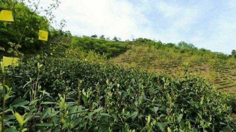 现代农业产业园建设：从规划到落地的关键步骤**