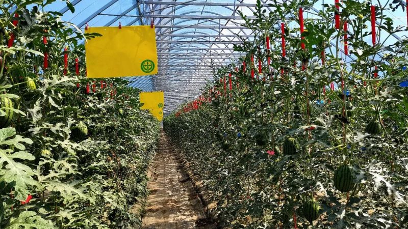 生态农业大棚种植产量提升方法