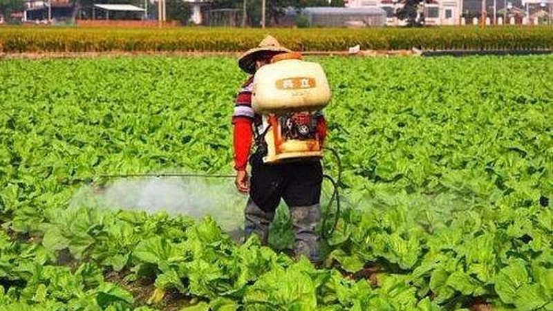 生态养殖，土鸡品种如何选择？**
